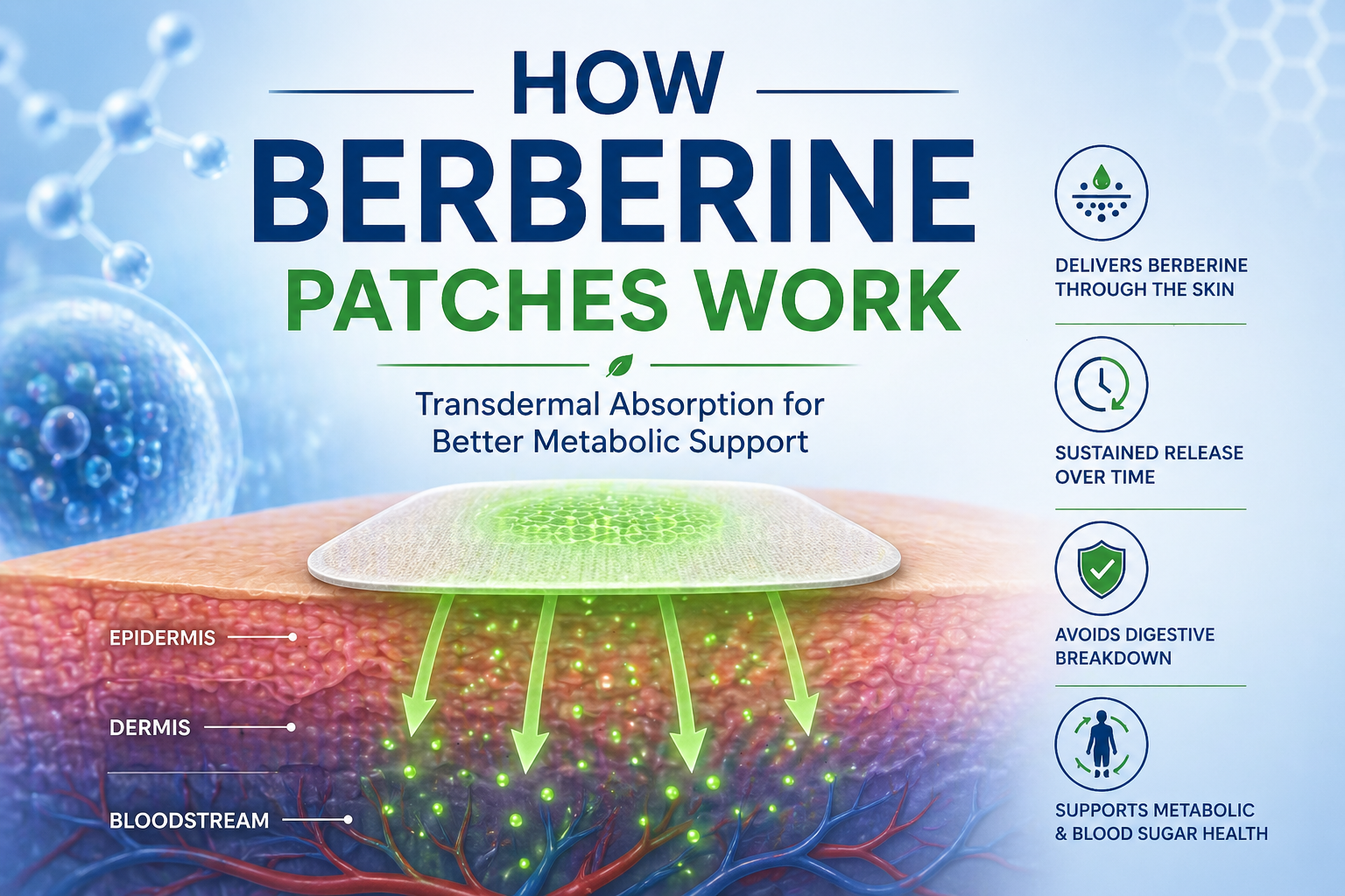 how berberine patches work transdermal absorption illustration
